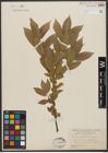 Foto von Salix syrticola Fernald